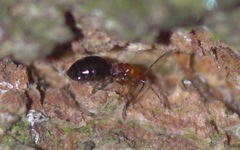Loricula elegantula