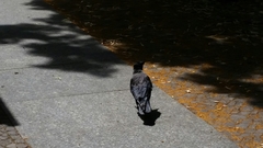 Corvus cornix × corone