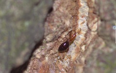 Loricula elegantula