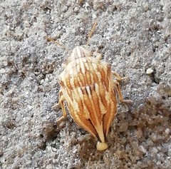 Odontotarsus intermedius