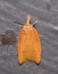 Cenopis directana