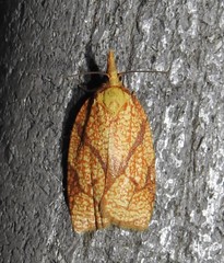 Cenopis reticulatana