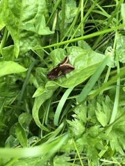 Autographa bractea