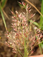 Agrostis rupestris
