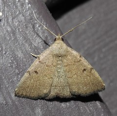 Zanclognatha protumnusalis