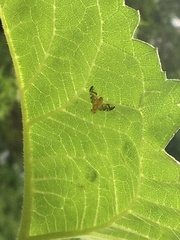 Strauzia longipennis