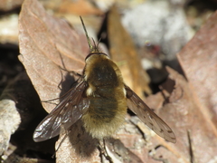 Bombylius medius