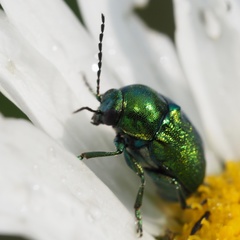 Cryptocephalus aureolus