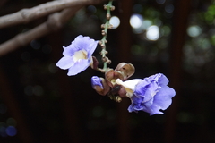 Thunbergia grandiflora