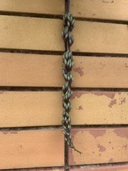 Strongylodon macrobotrys