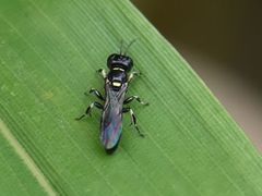Crossocerus palmipes