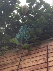 Strongylodon macrobotrys