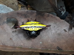 Gasteracantha diadesmia