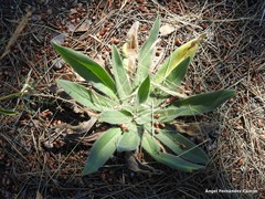 Echium boissieri