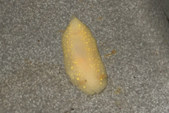 Cadlina modesta