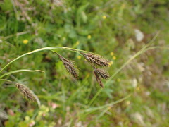 Carex atrata