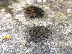 Tortula muralis