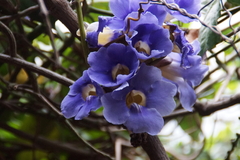 Thunbergia grandiflora