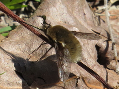 Bombylius medius