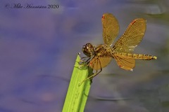 Perithemis tenera