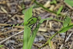 Erythemis simplicicollis