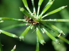 Orthops