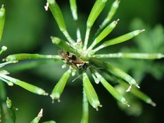Orthops