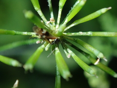 Orthops