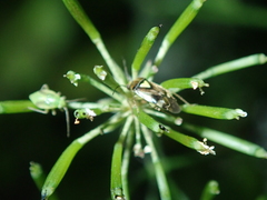 Orthops
