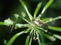 Orthops