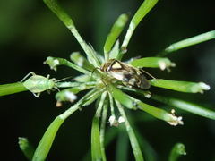 Orthops