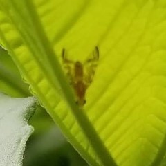 Strauzia longipennis