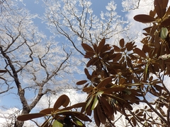 Rhododendron japonoheptamerum japonoheptamerum