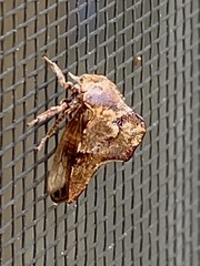 Telamona ampelopsidis