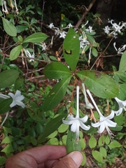 Rhododendron serrulatum