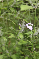 Isoglossa hypoestiflora