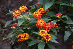 Lantana camara
