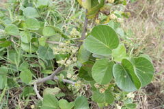 Ipomoea hildebrandtii