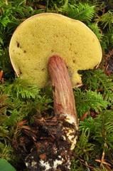 Xerocomellus atropurpureus