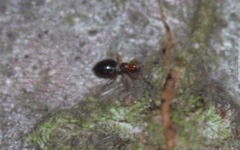 Loricula elegantula