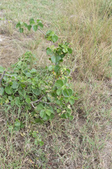 Ipomoea hildebrandtii