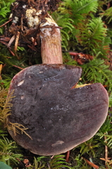 Xerocomellus atropurpureus