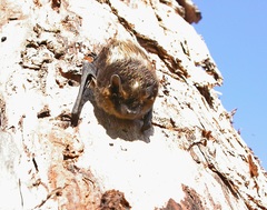Eptesicus nilssonii