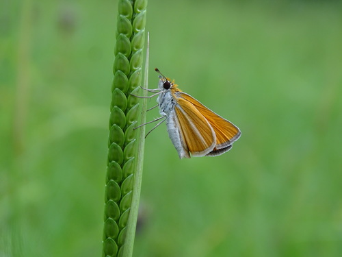 Southern Skipperling photo 4