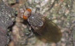 Pseudolyciella
