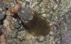 Pseudolyciella