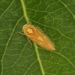 Caladonus coquilletti
