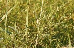 Acrocephalus scirpaceus