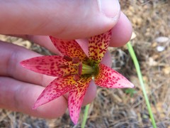 Lilium bolanderi