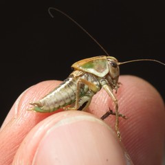 Decticita balli